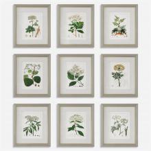  41466 - Antique Botanicals Framed Prints, S/9