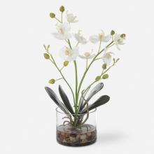 60201 - Uttermost Glory Orchid